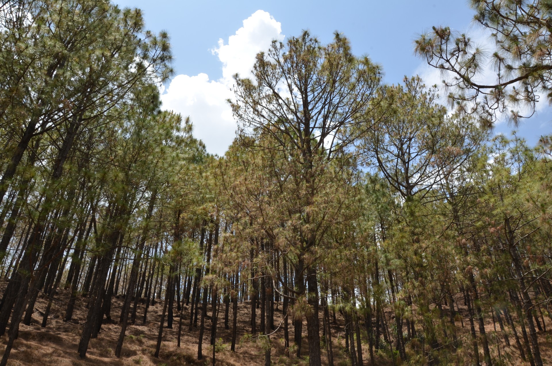 Kasauli 1 cover